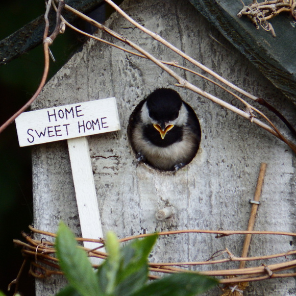 ~ Home is where you build your nest ~ - Picture 1 of 5